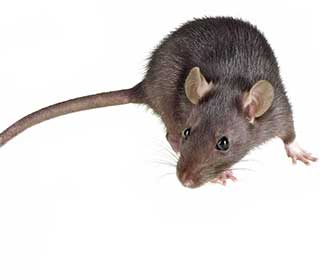 Rodent | Attic Cleaning Concord, CA Rodent | Attic Cleaning Concord, CA