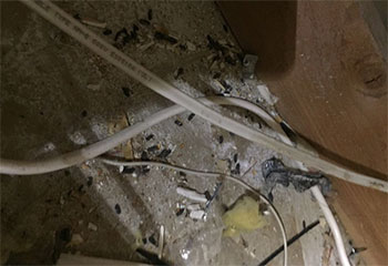 Rodents in Attic Project | Attic Cleaning Concord, CA